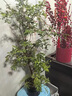 树葡萄苗果树嘉宝果苗正宗沙巴加宝果南北方四季庭院名贵种植盆栽 沙巴50-60cm高/带叶带土发货 111cm(含)-140cm(含) 实拍图