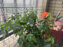 美乐棵通用营养土养花花肥种植土花土肥料种菜土盆栽绿植专用土壤2.5L 实拍图