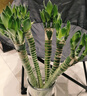 沭之美水培绿植水养植物花卉 龙竹10支约40-50cm高-不含瓶 源头直发 实拍图
