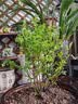 花行榜蓝莓果树苗盆栽庭院地栽南北方种植耐寒 绿宝石40-50cm高源头直发 实拍图