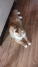 雷米高（RAMICAL）澳丽得 海洋鱼味猫粮海洋鱼味成猫幼猫粮猫粮 10kg 20斤 实拍图