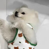 猫狗泡澡驱虫药浴跳蚤药杀螨驱虫止痒猫藓药浴猫咪洗澡驱虫沐浴露 【5瓶宠物香波】美毛留香 实拍图