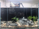 派乐特 鱼缸过滤材料水族火山石陶瓷环细菌球器材用品十二合一滤材1kg 实拍图