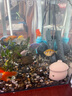 创宁鱼缸渔池循环变频潜水泵 水族箱安静抽水  水陆两用 鱼池假山过滤 升级款【超轻音13W】流量1000-2000L 实拍图