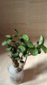 萌肉居圆叶福禄桐盆栽老桩观叶盆景金钱兜绿植花卉福禄桐原盆源头直发 实拍图