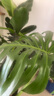 美乐棵 天南星科营养液家庭园艺花肥肥料园艺种植液浓缩植物营养液500ML 实拍图