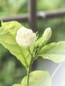 卡色（Kase）大师级百微镜头Plus 手机微距镜头高清拍摄花卉植物细节微观背景虚化聚焦主体摄影配件 实拍图