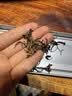 闽景印象金骏眉红茶茶叶正山小种特级2026年新茶武夷山蜜香型自饮罐装500g 【2026新茶】蜜香金骏眉125g*4盒 实拍图