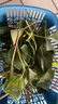辰实【现挖发顺丰】鱼腥草新鲜 折耳根叶子 侧耳根节节根蔬菜现挖发 3斤四川鱼腥草嫩叶【顺丰快递】 实拍图
