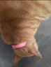 悠梵萌猫咪除蚤圈防虫虱子跳蚤项圈幼猫宠物用品体外驱虫  实拍图