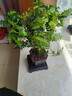 开时果 正宗清香胡椒木盆栽 办公室内桌面植物驱蚊草绿植源头直发包邮 【DY同款】舍得塑料盆+黑石+方形底托 实拍图
