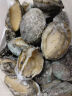 江船长 冷冻大鲍鱼 净重400g 10粒袋装 火锅食材 烧烤 贝类海鲜生鲜 实拍图