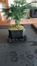 幼薇文竹盆栽植物室内绿化四季迷你办公室绿植摆件桌面好养创意小盆景 文竹+四方舍得PVC盆+方形底盘 带盆栽好 实拍图