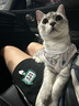 LEGENDSANDY蓝氏全价猫粮成猫幼猫生骨肉冻干粮 猎鸟乳鸽50g*3+荒野猎兔50g*2 实拍图
