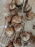 志褚独头蒜大蒜头 2024云南大理紫皮独蒜 精品新鲜现挖湿蒜 1斤装【珍珠小蒜2.2cm以下】 实拍图