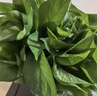 双盟绿萝盆栽除甲醛花卉绿植办公室新房净化空气180加仑2盆装源头直发 实拍图