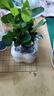 佰花锦办公桌面绿植盆栽发财树室内客厅奶油风网红盆景精致美观四季好养 九里香+PVC白泡泡盆 整体高度约15-25cm 实拍图