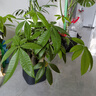 美乐棵 天南星科营养液家庭园艺花肥肥料园艺种植液浓缩植物营养液500ML 实拍图