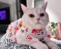 阿莫尔猫咪衣服夏季薄款网纱飞袖裙可牵引金渐层布偶幼猫宠物狗狗防掉毛 蘑菇飞袖裙 L(建议8-10斤具体参考胸围背长) 实拍图