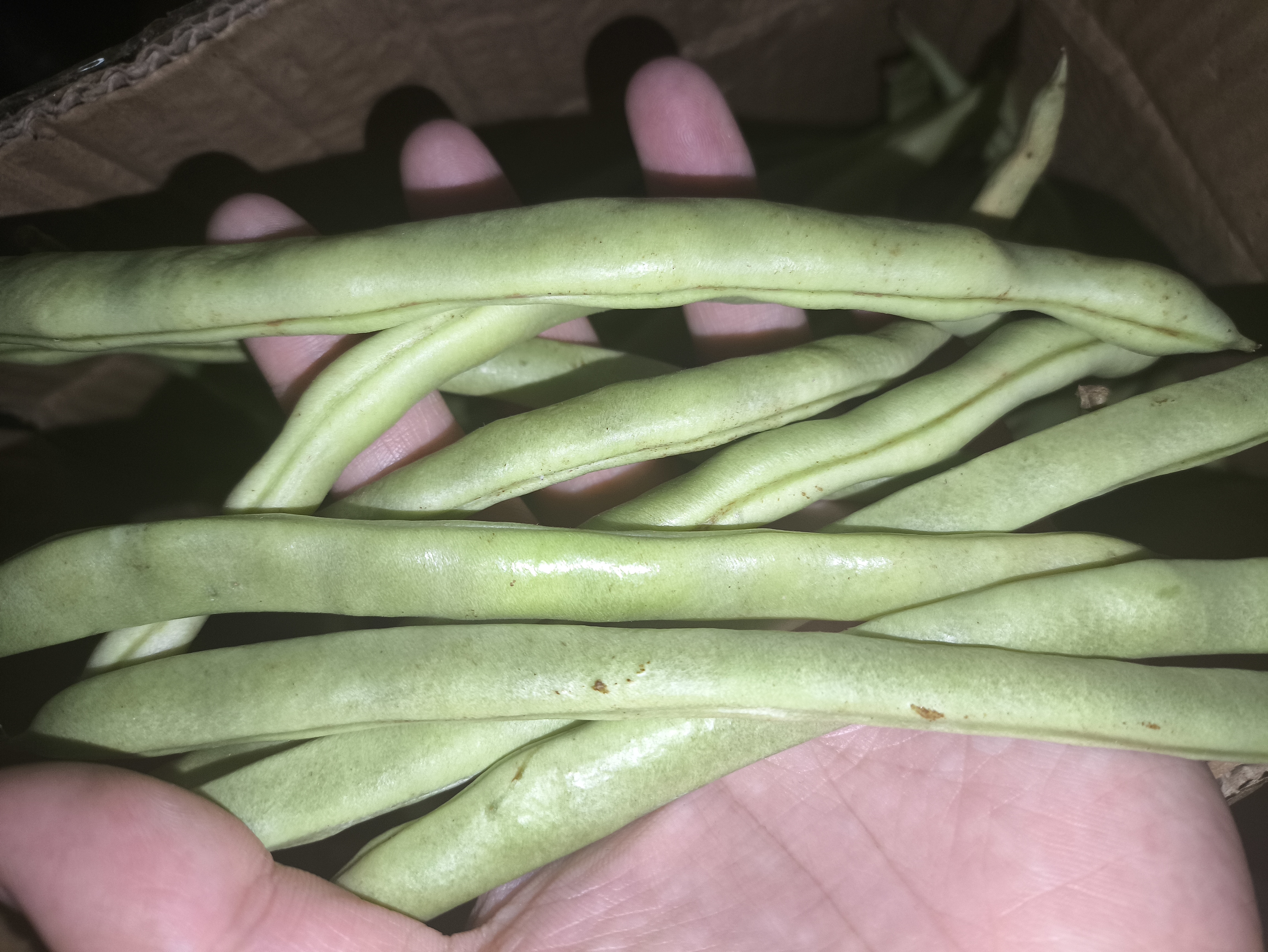 农家四季豆新鲜现摘云南长扁豆角农家应当季蔬菜芸豆现摘菜豆 新鲜四季豆4斤带箱 实拍图