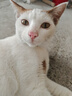 麦富迪猫零食 舒然宠物零食鱼油猫条鲜鸡肉配方140g(14g*10) 实拍图