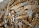 蛏子鲜活6斤野生大竹节海蛏子肉肥海鲜水产双头蛏子贝壳类海蛏子 1000g 2斤（试吃装） 实拍图