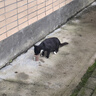 七彩缦七彩缦冻干猫粮5斤2.5kg宠物幼猫成猫全阶段流浪20猫咪主粮深海鱼 营养猫粮5斤 实拍图