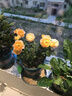 植物多菌灵杀菌剂花卉专用除菌花病康喷剂白粉病炭疽病杀虫剂 单瓶【500ml】带喷头 实拍图