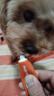 红狗【升级PRO】乳铁蛋白营养膏75g 猫咪乳铁蛋白猫咪宠物狗狗幼犬 实拍图