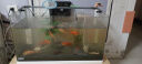 森森 超白玻璃小型热弯水草鱼缸HRK-600套缸+过滤器+水草灯 实拍图
