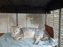 玫斯（metz）猫粮无谷天然猫粮成猫幼猫全阶段鲜肉孕猫全价奶糕猫粮 肠道护理1.5KG（2月及以上） 实拍图