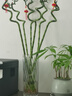 【带根富贵竹转运竹龙竹】招财水培植物客厅弯竹开运竹子盆栽花卉 70-75cm转运竹--6支 送3灯笼 实拍图