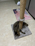 熊猫兔 猫爬架防猫抓豪华猫爬架猫树猫抓柱猫抓板通天柱猫玩具猫咪用品 实拍图