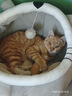 欢宠网猫玩具猫咪逗猫棒猫薄荷磨牙棒自嗨解闷神器磨牙猫猫小猫幼猫宠物 实拍图