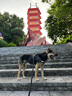 宠德多狗绳狗狗牵引绳遛狗绳胸背带狗链子防爆冲中大型犬金毛拉布拉多 黑色 M（建议24-46斤） 实拍图
