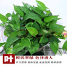 缤贤绿萝盆栽室内办公室植物大叶吊兰花卉绿植绿箩盆景吸水盆懒人 180#彩色吸水盆绿萝四盆+2液 实拍图