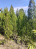 JJR/C变形车遥控汽车机器人男孩玩具rc遥控车碰碰车赛车六一儿童节礼物 实拍图