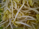 【有机】黄豆芽200g 实拍图