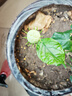 绿之妙圆叶正宗虎头茉莉花盆栽室内浓香花卉重瓣老桩带花苞四季开花植物 实拍图
