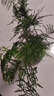 泰西丝文竹盆景桌面绿植盆栽 文竹+绿哥窑冰裂盆+苔藓+方托 源头直发 晒单实拍图