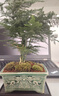 开时果 文竹盆栽桌面摆件盆景 办公室植物竹子水培绿植盆景源头直发包邮 双龙戏珠盆+苔藓+底座 实拍图