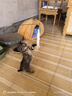 HELLOJOY猫玩具逗猫棒猫咪自嗨解闷神器懒人自动羽毛带吸盘铃铛猫咪用品 实拍图