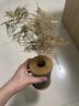 开时果 文竹盆栽桌面摆件盆景 办公室植物竹子水培绿植盆景源头直发包邮 【高端款】舍得紫砂盆+假山+底托 实拍图