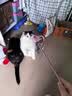 【京东快递】仙女逗猫棒猫咪玩具带铃铛逗猫神器耐咬羽毛逗猫棒 丝带蓝色款1支 实拍图