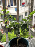 绿有意绿植盆栽多肉花卉盆栽植物室内桌面水培绿植办公室客厅植物懒人 清香3盆】栀子花+九里香+茉莉花 实拍图