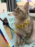慧宠儿宠物狗狗项圈猫咪金链子银项链饰品法斗猫拍照巴哥泰迪犬恶霸黄金 金色链（长35+7cm)【大型犬需2条拼接】 M-中型 实拍图