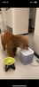 小佩宠物智能饮水机SOLO SE 暖白色 智能饮水机猫狗饮水用品无线水泵 实拍图