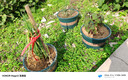 墨斗鱼加仑花盆矮款3加仑*3 简约办公花卉绿萝绿植加厚塑料树脂盆带托盘 实拍图