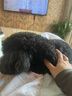 冠能狗粮消化舒适成犬狗粮全价2.5kg 天然益生元配方 改善肠胃敏感 实拍图