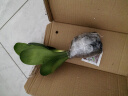 带盆带土6年大苗绿植盆栽室内精品花卉君子兰花苗花卉室内花卉鲜花花卉室内盆景盆栽绿植君子兰苗素颜 紫贵妃君子兰8-10片带盆带土 实拍图
